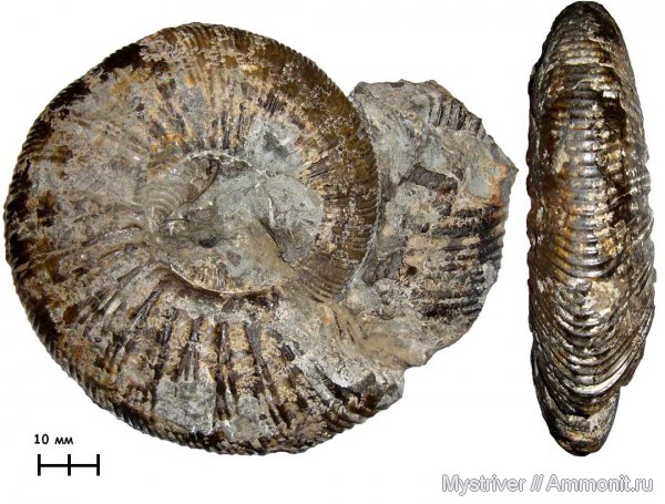 аммониты, Virgatites, Ульяновск, Virgatites larisae, волжский век, Ammonites, зона Virgatites virgatus, Virgatitidae, Volgian