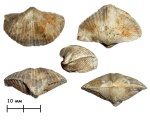 Брахиопода Angiospirifer sp.