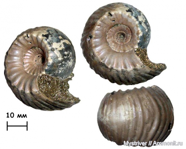аммониты, юра, Михайлов, Erymnoceras, келловей, Erymnoceras coronatum, Ammonites, Pachyceratidae, Callovian, Jurassic, Middle Jurassic