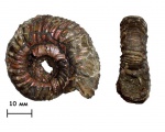 Аммонит Properisphinctes sp.
