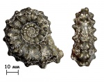 Аммонит Kosmoceras sp.