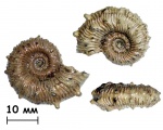 Аммонит Kosmoceras spinosum