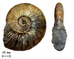 Аммонит Virgatites gerassimovi