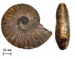Аммонит Virgatites virgatus