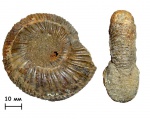 Аммонит Epivirgatites lahuseni