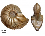 Аммонит Cardioceras sp.
