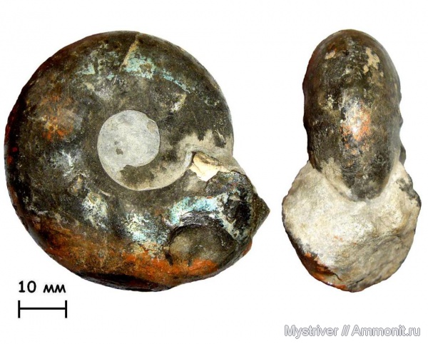 аммониты, Craspedites, волжский век, Ammonites, Craspedites parakaschpuricus, МДЭБЦ, МГСЮН, зона Craspedites nodiger, Volgian