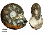 Аммонит Craspedites parakaschpuricus