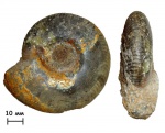 Аммонит Craspedites mosquensis