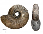 Аммонит Virgatites virgatus