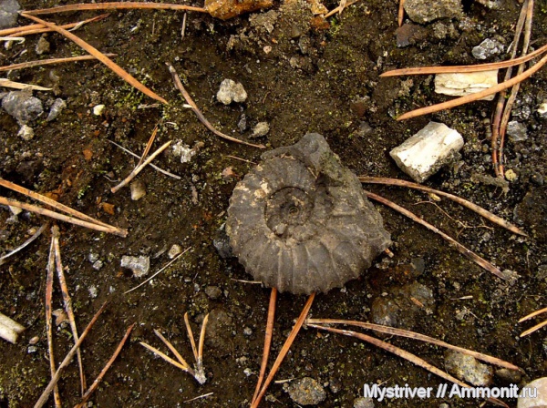 аммониты, Елкино, Pavlovia, Pavlovia pavlovi, зона Dorsoplanites panderi, волжский век, Ammonites, Volgian