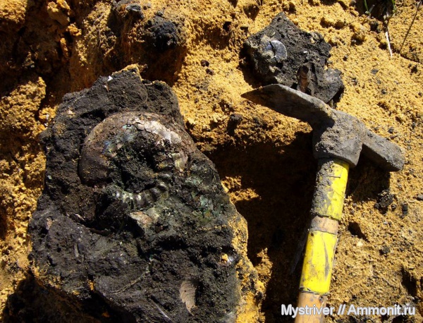 аммониты, Еганово, Craspedites, Ammonites, Craspedites subditus, зона Craspedites subditus