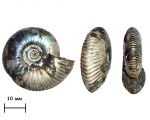Аммонит Craspedites subditus (Trautschold, 1877)