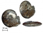 Аммонит Garniericeras catenulatum (Fischer, 1830-1837)