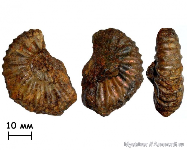 аммониты, мел, Фили, берриас, Кунцево, Ammonites, Riasanites, Berriasian, Cretaceous
