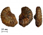 Аммонит Riasanites sp.