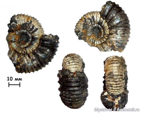 аммониты, юра, Еганово, Lomonossovella, Lomonossovella lomonossovi, волжский век, Ammonites, РГОК, Dorsoplanitidae, Volgian, Jurassic, зона nikitini