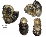Аммонит Lomonossovella lomonossovi (Vischniakoff, 1882)