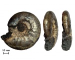 Аммонит Craspedites  sp.