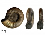 Аммонит Kachpurites fulgens (Trautschold, 1861).