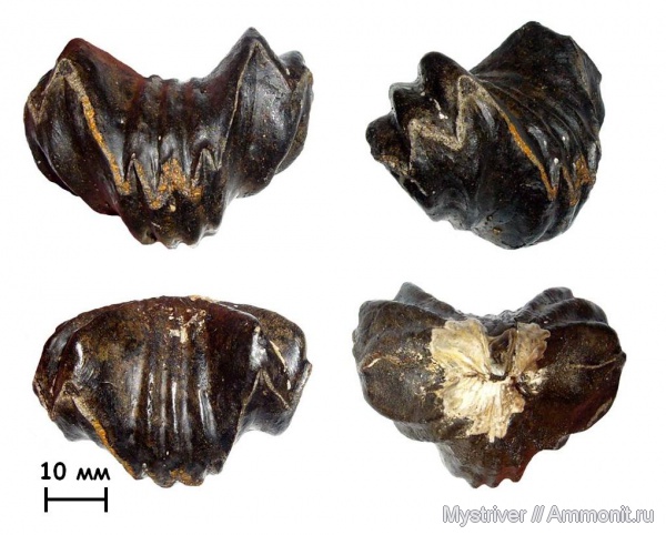 брахиоподы, Мневники, Russirhynchia, волжский век, зона Virgatites virgatus, Russirhynchia fischeri, Volgian