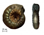 Аммонит Subcraspedites sp.