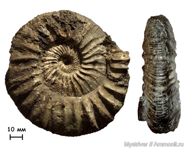 аммониты, Zaraiskites, Капотня, зона Dorsoplanites panderi, волжский век, Ammonites, Zaraiskites zarajskensis, Virgatitidae, Volgian