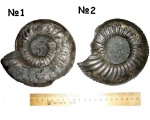 Аммониты Dorsoplanites