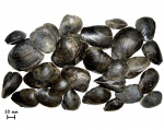 Двустворки Gresslya alduini (Fischer, 1830-1837) и Pleuromya egregia Gerasimov, 1955