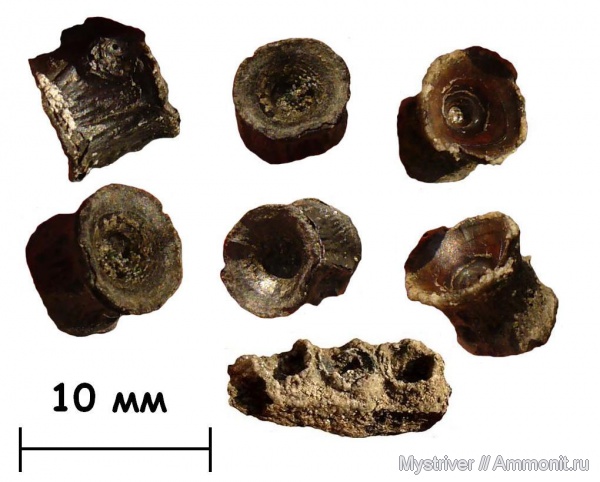 рыбы, Еганово, волжский век, РГОК, Volgian, fish