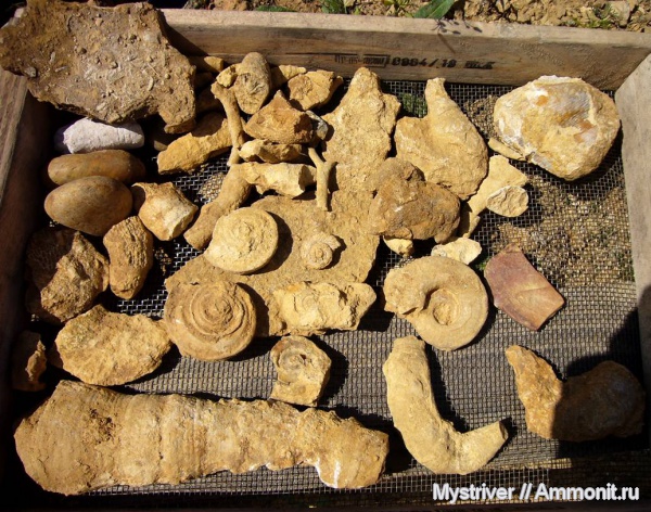 гастроподы, карбон, кораллы, Гжель, Gshelia, Omphalotrochus