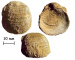 Брахиопода Echinaria cf. neopunctata