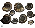 Разнообразие аммонитов Kachpurites fulgens