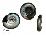 Аммонит Kachpurites fulgens (Trautschold, 1861).