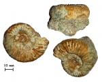 Аммонит Kranaosphinctes sp.