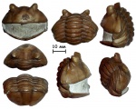 "Улыбающийся" трилобит Asaphus kotlukovi Balashova