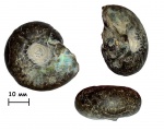 Аммонит Craspedites (Mosquites) kaschpuricus (Trautschotd, 1866) с пережимами