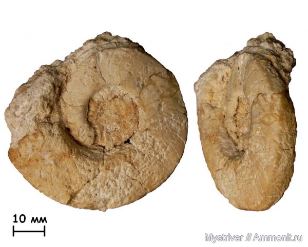 карбон, Домодедово, наутилусы, Domatoceras, Domatoceras mosquense, Domatoceratidae