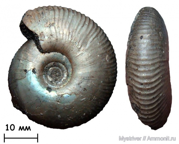 аммониты, юра, Еганово, Craspedites, волжский век, Ammonites, Craspedites subditus, зона Craspedites subditus, РГОК, Volgian, Jurassic