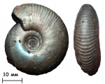 Аммонит Craspedites subditus (Trautschold, 1877)