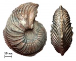 Крупный Cardioceras sp.