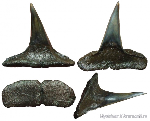 юра, рыбы, акулы, волжский ярус, Еганово, Sphenodus, зона Epivirgatites nikitini, Sphenodus stschurowskii, Volgian, Jurassic, fish, sharks