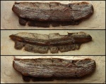 Задний зуб Polyrhizodus concavus