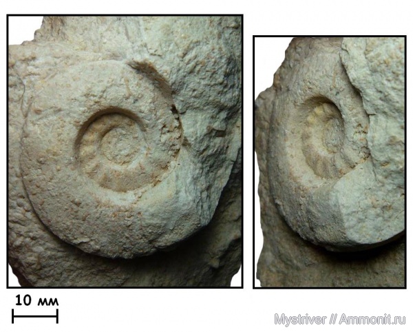 карбон, наутилусы, Domatoceras, Domatoceras mosquense, Domatoceratidae