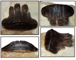 Зуб Polyrhizodus concavus (Trautschold, 1874)