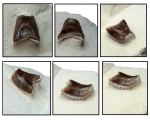 Зуб Solenodus crenulatus (Trautschold, 1874)