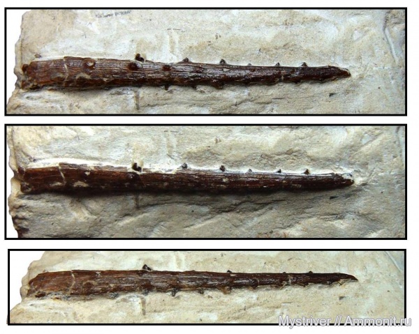 карбон, рыбы, шипы, Заборье, fish