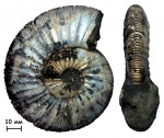 Аммонит Virgatites gerassimovi Mitta, 1983