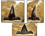 Зуб Symmoriidae gen. et sp. indet.