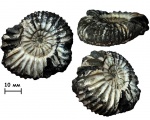 Аммонит Virgatites pallasianus (d'Orbigny, 1845)